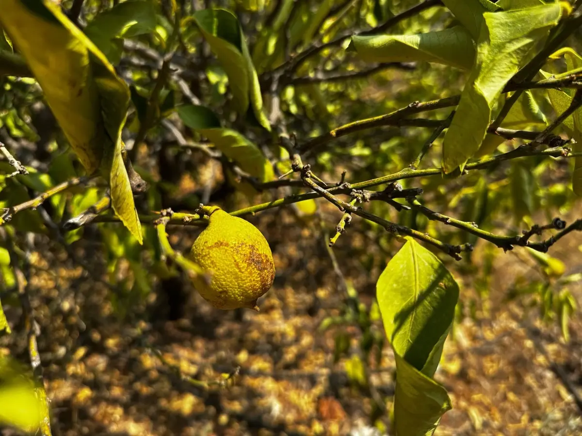 Kuraklık Limon Bahçelerini Kuruttu